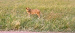 Lion- Masai Mara, Kenya