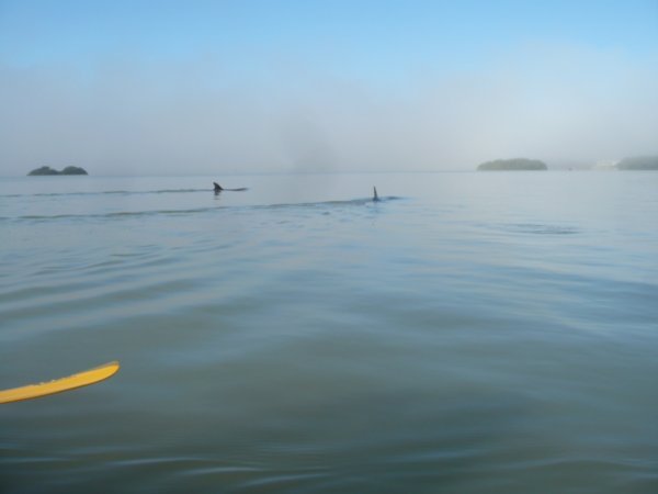 Kayaking with the Dolphins