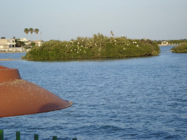 Bird house island