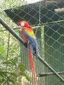 Parrot (rare one)
