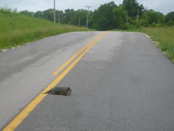 HUGE snapping turtle