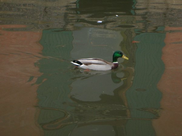Duck on the Canal