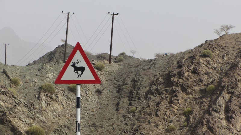 The Arabian Deer or Tahr, lives on the rocky slopes of the Hajar Mountiains in UAE & Oman