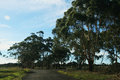back road to Panmure 053