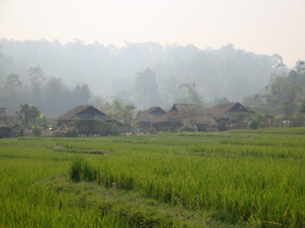 Sticky rice paddie fields
