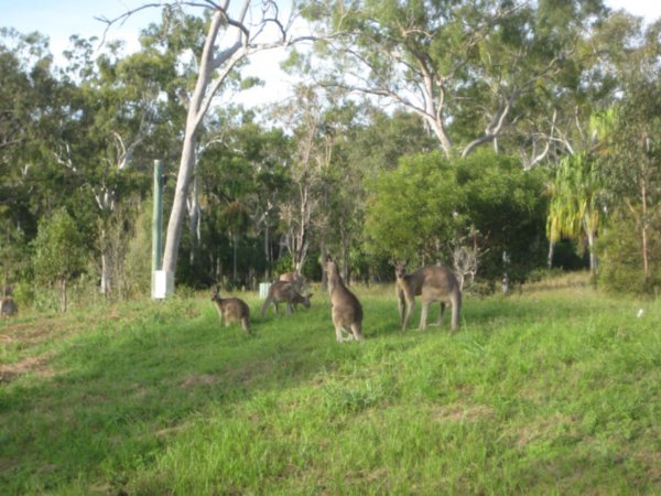 Toujours les kangourous