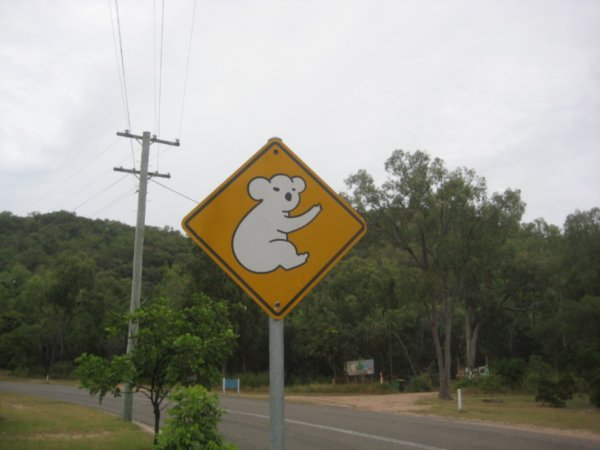 Attention aux koalas!