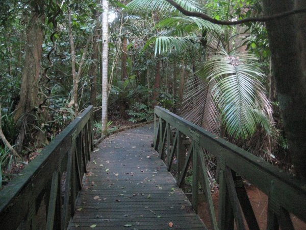 Promenade dans la rainforest