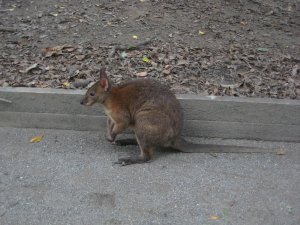 Une autre espece de wallaby