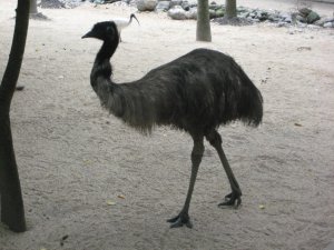 Un emeu
