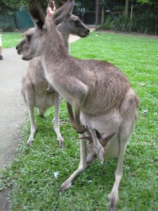 Kangourous avec bebe