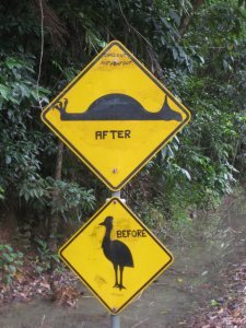 Attention au cassowarys