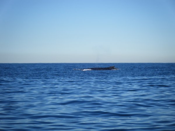 Baleine 1