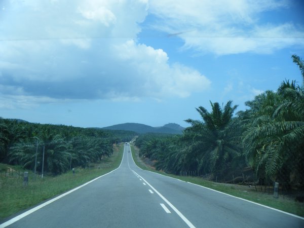 Plantations d' oil palm