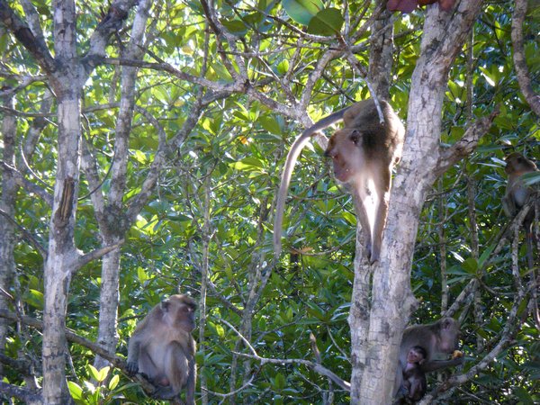 River cruise - Singes