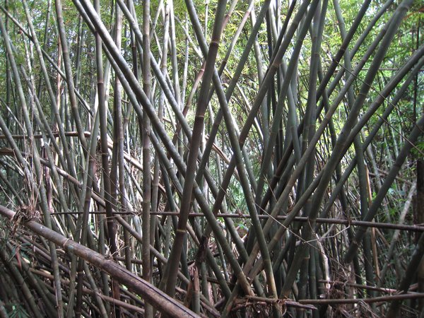 Foret de bambous