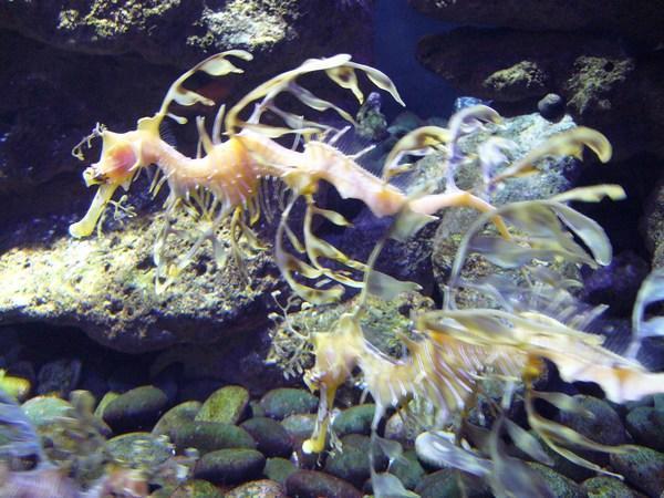 Seaweed seahorses