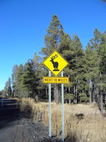 Caution, Moose !!