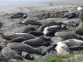 Elephant Seals with pups