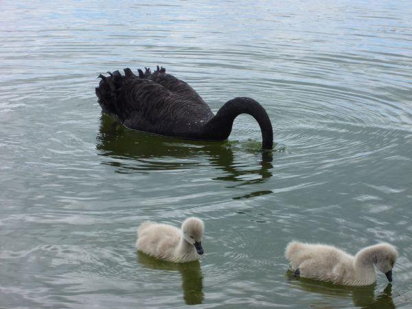 Baby swans, aww