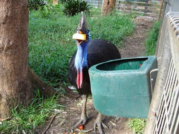 Greedy Cassowary