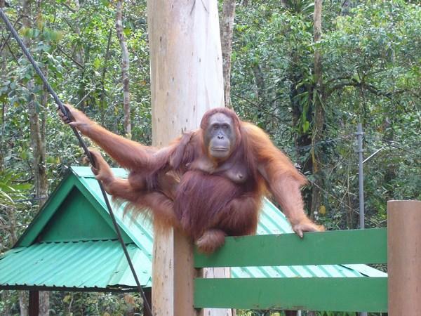 Semenggoh Wildlife Centre orangutans