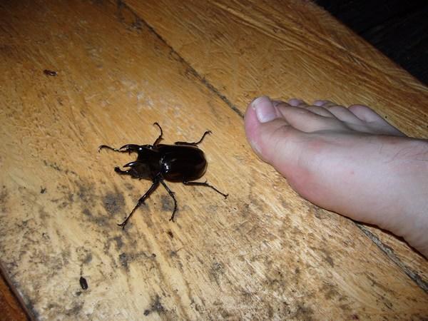 Huge bug