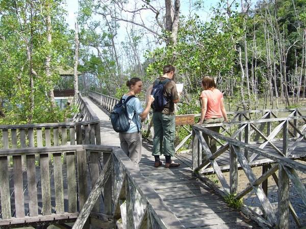 Navigating the mangroves