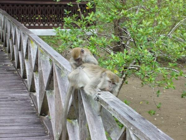 Macau monkeys