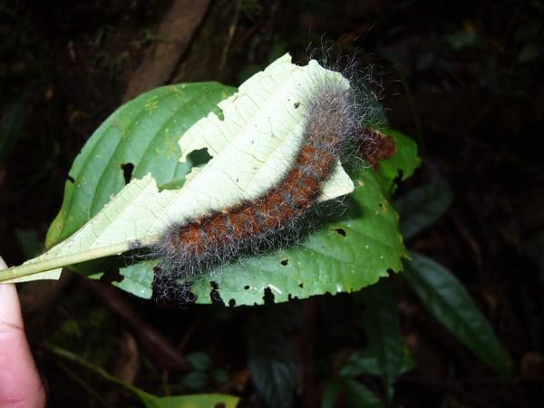 Furry caterpillar