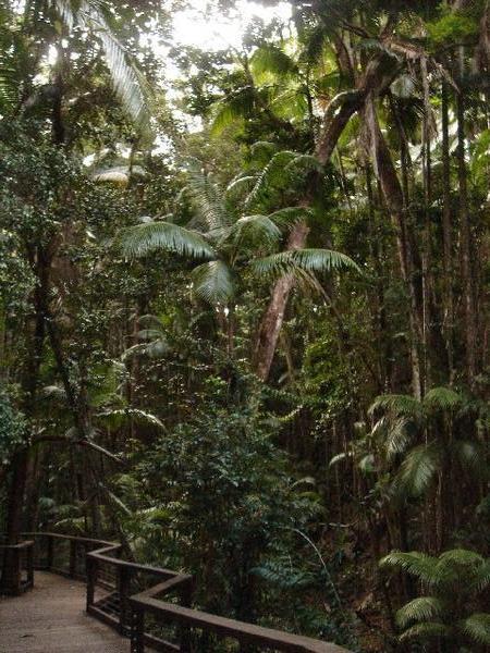 Jungle Area