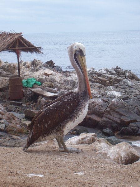 Pretty pelican