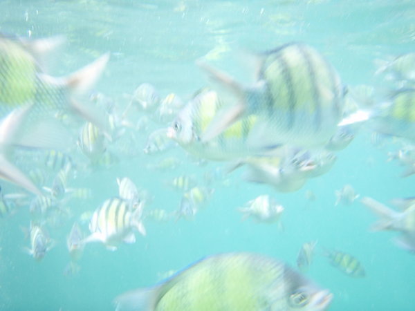 swimming with da fishes