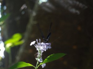 butterfly in magic garden
