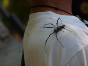 giant freakin spider 