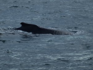 humpback whale!