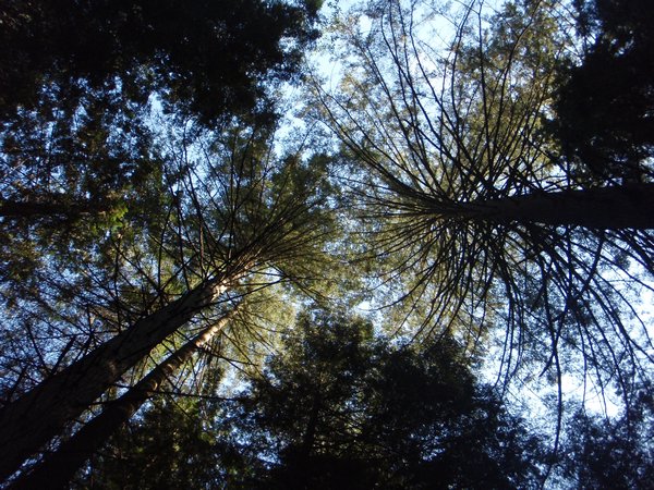 looking up into the tree canopy