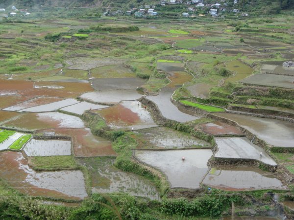 Rice terrace, Sagada