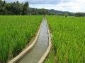 Walking to Loboc from Nuts Huts