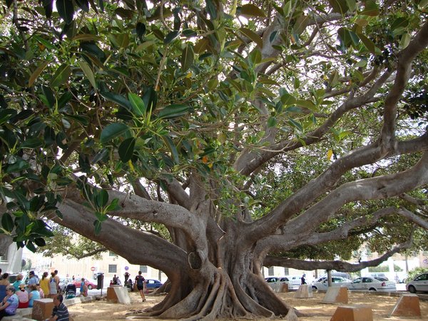Giant tree Cadiz