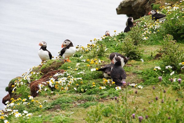 More Puffins