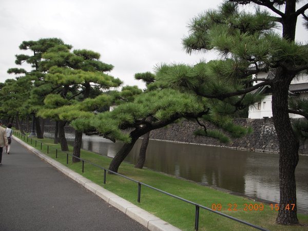 Black pines tokyo