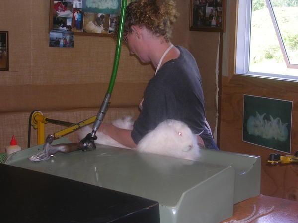 Shaving the bunny