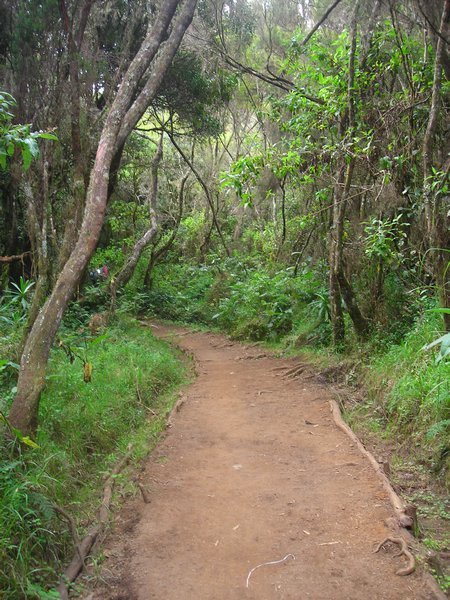 Rainforest Trail
