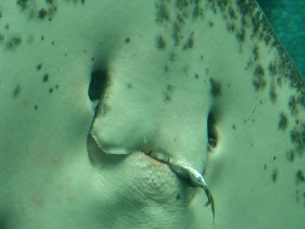 Giant Sting Ray - eating