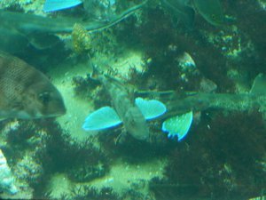 Cool bottom feeder fish