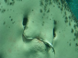 Giant Sting Ray - eating