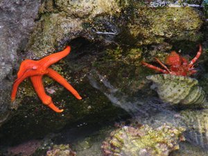 Orange Starfish thing