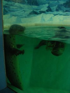 Seals playing around