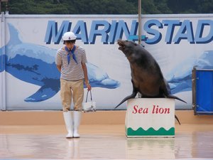 Sea Lion show
